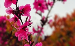 青青青草最新免费网站